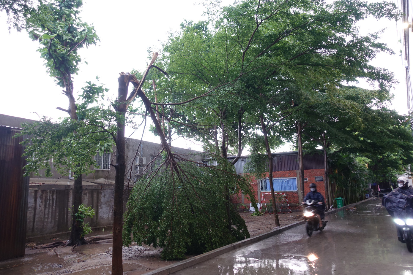 Một cây xanh trong khu dân cư tại phường 16, quận 8 bị gãy trong cơn mưa dông.