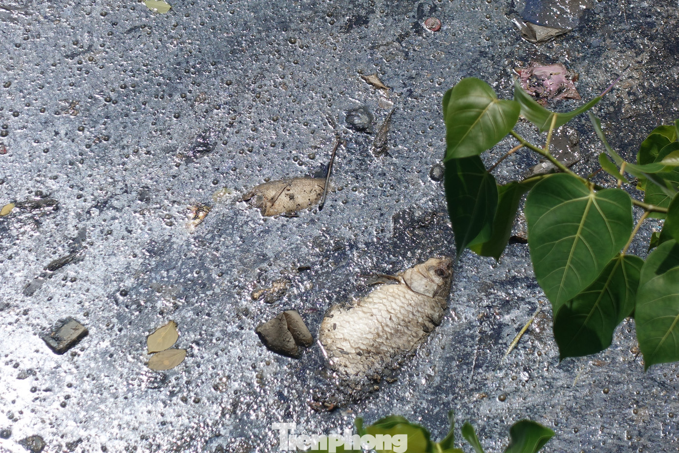 Xác cá lẫn trong bùn và rác thải ở khu vực kênh Nhiêu Lộc - Thị Nghè (đoạn qua quận Tân Bình).