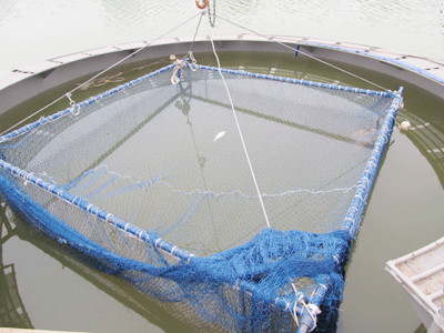 Lưới dùng đề nhấc cụ rùa lên cân. Lưới dùng đề nhấc cụ rùa lên cân