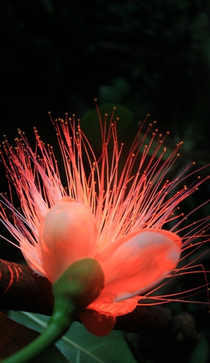 Rực rỡ khoe sắc