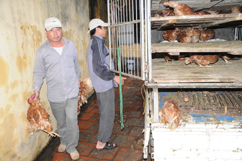 Toàn bộ số gà trên đã được cơ quan chức năng tiến hành tiêu hủy theo quy định