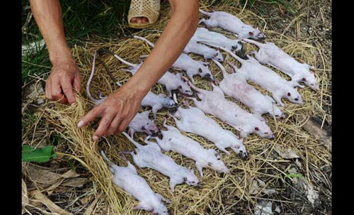 Sau đó đem chúng đi thui rơm