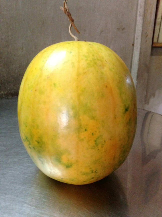 Trái dưa chưng Tết để gần một năm vẫn tươi xanh