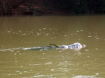 Xác chết được phát hiện hôm 28/12. Ảnh: Trí Thức (VietNamNet)