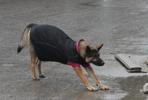 Theo quy định mới, chó, mèo sẽ được cấp số để quản lý. Ảnh: M.P Theo quy định mới, chó, mèo sẽ được cấp số để quản lý