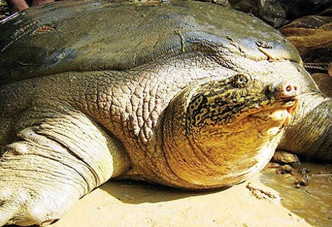 Cá thể rùa Hoàn Kiếm