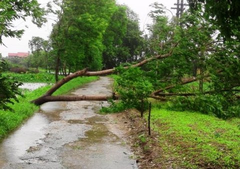 Cây đổ chắn ngang đường Nguyễn Lộ Trạch (TP Huế). 
