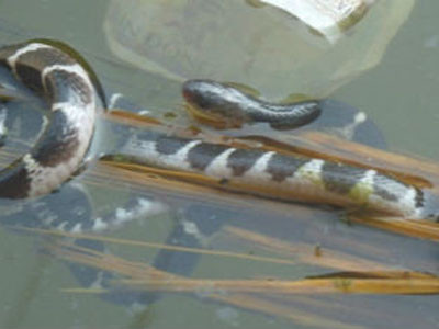 Hai con rắn trong giếng. Ảnh: Kiến Thức