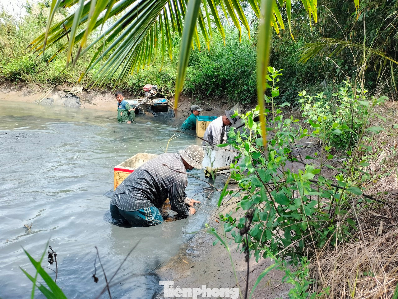 Trong không khí vui tươi, phấn khởi của những ngày đón xuân mới, chúng tôi có mặt tại nhà ông Danh Dêl (ngụ ấp Quyền Thiện, xã Biển Bạch Đông, huyện Thới Bình) khi gia đình đang thu hoạch tôm càng xanh.