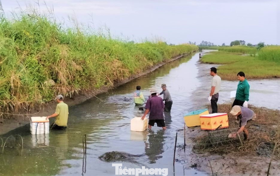 Khoảng 5h30 sáng, dù là ngày Tết, nhưng nhiều người dân trong xóm, họ hàng vẫn tranh thủ thời gian để đến tiếp gia chủ thu hoạch tôm.