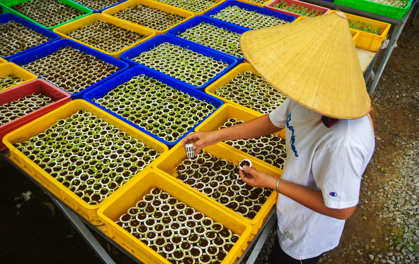 Theo ông Biển, đặc điểm khí hậu vùng Cà Mau mưa nhiều, nắng gắt, đất đai thường xuyên bị ngập úng, nhiễm phèn mặn, thiếu dinh dưỡng nên trồng rau có mái che, nhà kính, làm giàn lên cao sẽ hạn chế được những khó khăn gặp phải.