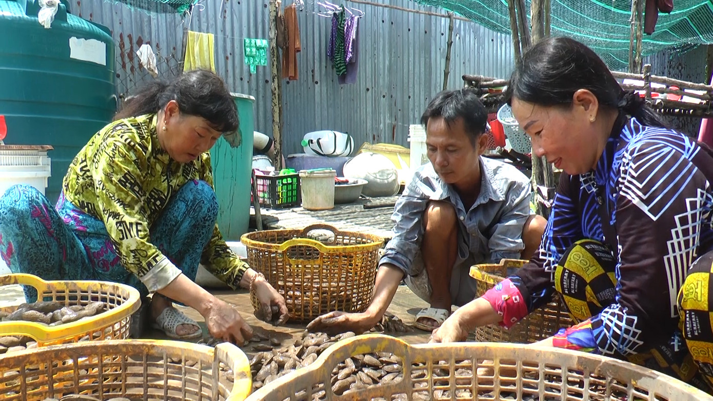 Giá chem chép thu mua tại vựa từ 40.000 đến 60.000 đồng/ký. Giá chem chép thu mua tại vựa từ 40.000 đến 60.000 đồng/ký.