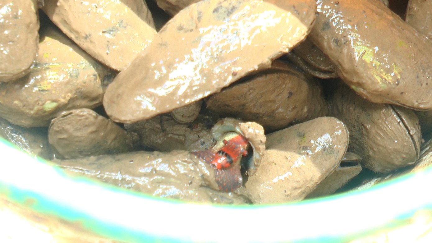 Chem chép biển lớn hơn chem chép sông, ăn có vị ngọt, thơm. Chem chép thường được ưa chuộng làm các món như: Nướng mỡ hành, luộc sả, hấp gừng… Chem chép biển lớn hơn chem chép sông, ăn có vị ngọt, thơm. Chem chép thường được ưa chuộng làm các món như: Nướng mỡ hành, luộc sả, hấp gừng…