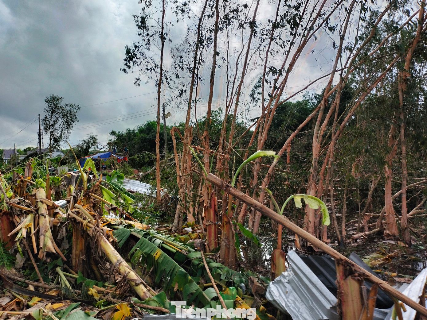 Nhiều diện tích cây rừng bị thiệt hại nặng.