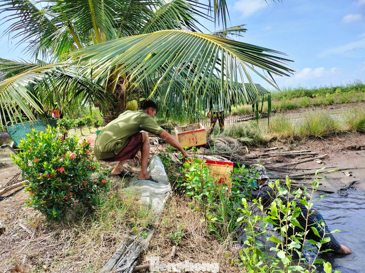 Từng rổ tôm đầy ắp được chuyển lên vỏ lãi thu gom lại, rồi nhanh chóng chuyển đến điểm tập kết để phân loại tôm để vào bồn ô xy.