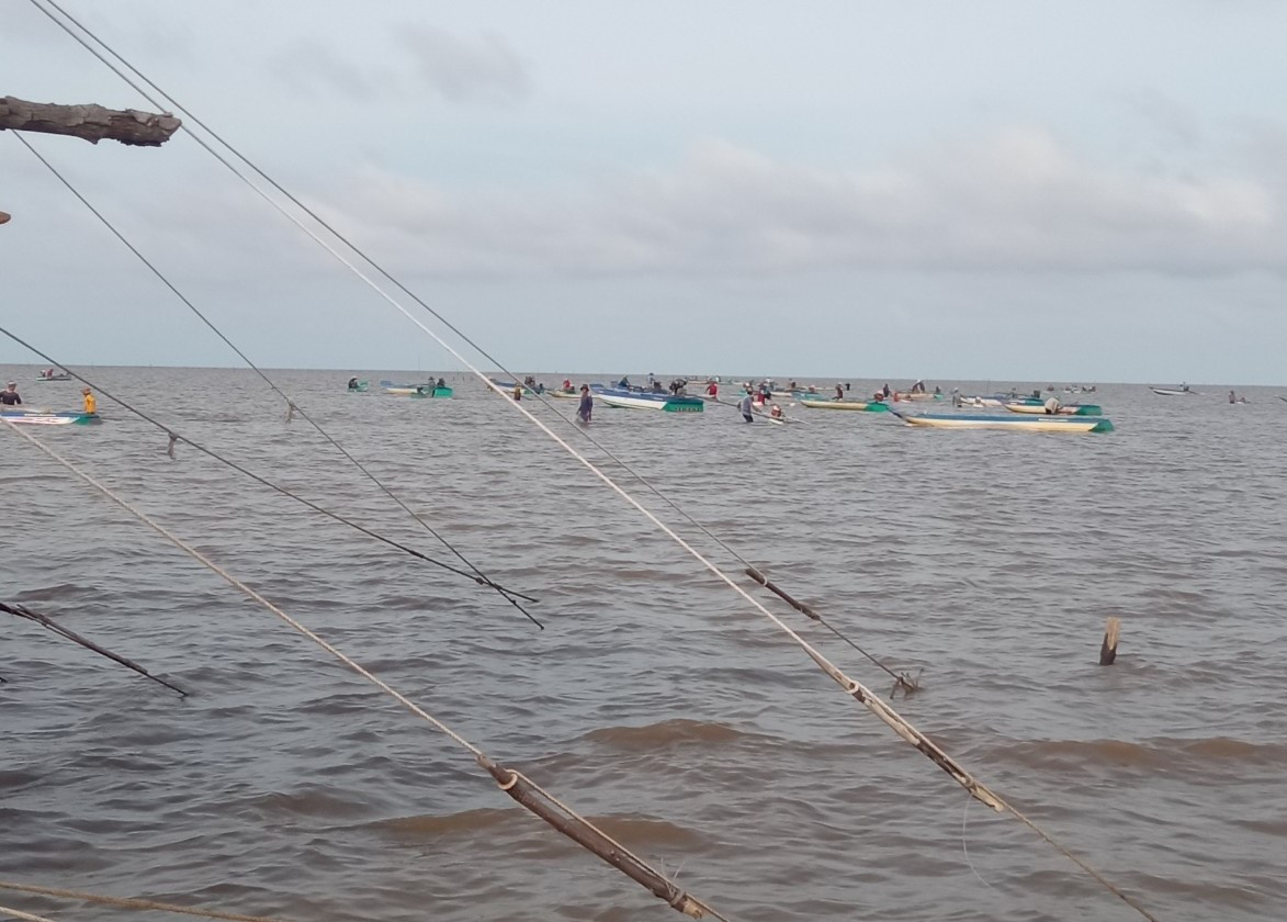 Hàng trăm phương tiện trang bị máy hút để khai thác nghêu giống trái phép. Hàng trăm phương tiện trang bị máy hút để khai thác nghêu giống trái phép.