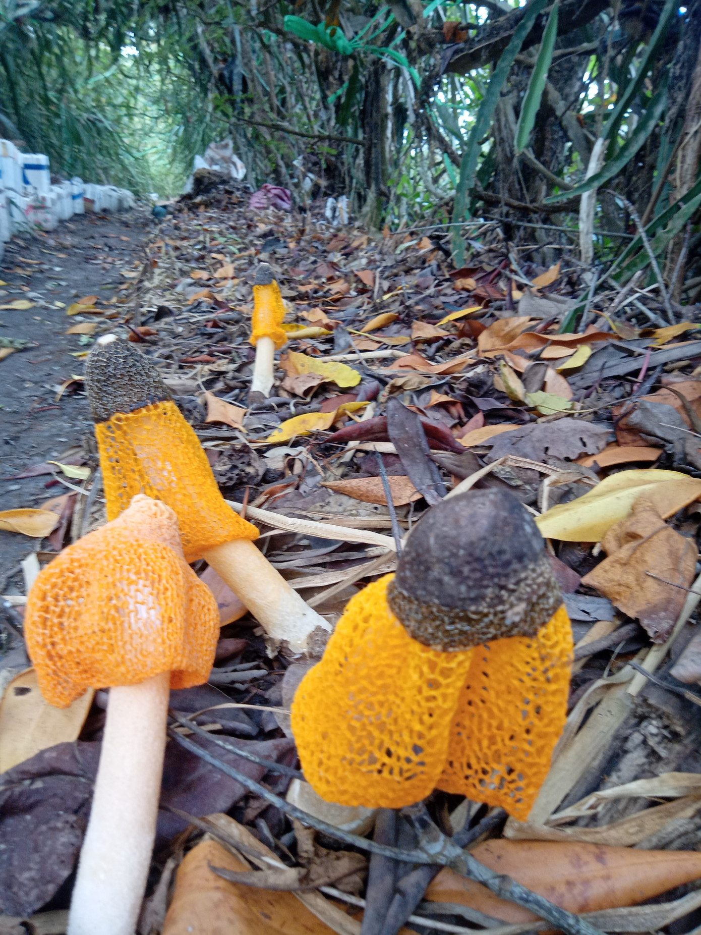 Theo Phòng NN&PTNT huyện Cái Nước, nấm nữ hoàng là loại nấm quý hiếm, mọc rải rác trong tự nhiên ở nơi có độ ẩm cao. Về khoa học, loại nấm này được cho là thực phẩm bổ dưỡng, có giá trị tốt cho sức khỏe. Theo Phòng NN&PTNT huyện Cái Nước, nấm nữ hoàng là loại nấm quý hiếm, mọc rải rác trong tự nhiên ở nơi có độ ẩm cao. Về khoa học, loại nấm này được cho là thực phẩm bổ dưỡng, có giá trị tốt cho sức khỏe.