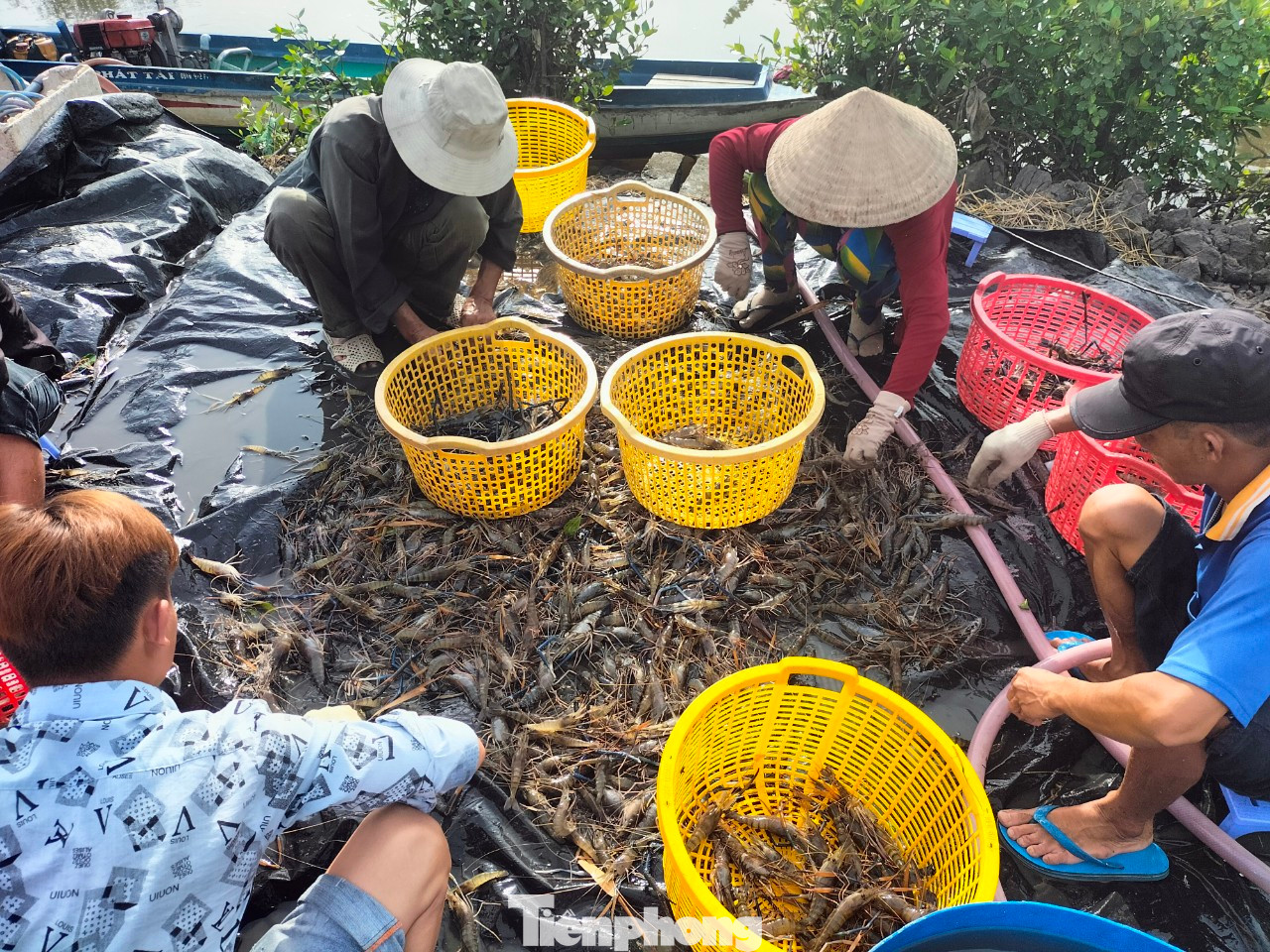 Vuông tôm của ông Dêl có diện tích gần một ha nên chủ vuông phải huy động gần 20 người đến thu hoạch. Trong đó, các nam thanh niên đảm nhiệm vai trò chính xuống vuông bắt tôm, còn phụ nữ có nhiệm vụ ở trên bờ lựa và phân loại tôm.