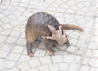 Con tê tê mà anh Huy giao cho Chi cục Kiểm lâm tỉnh Cà Mau. Con tê tê mà anh Huy giao cho Chi cục Kiểm lâm tỉnh Cà Mau.