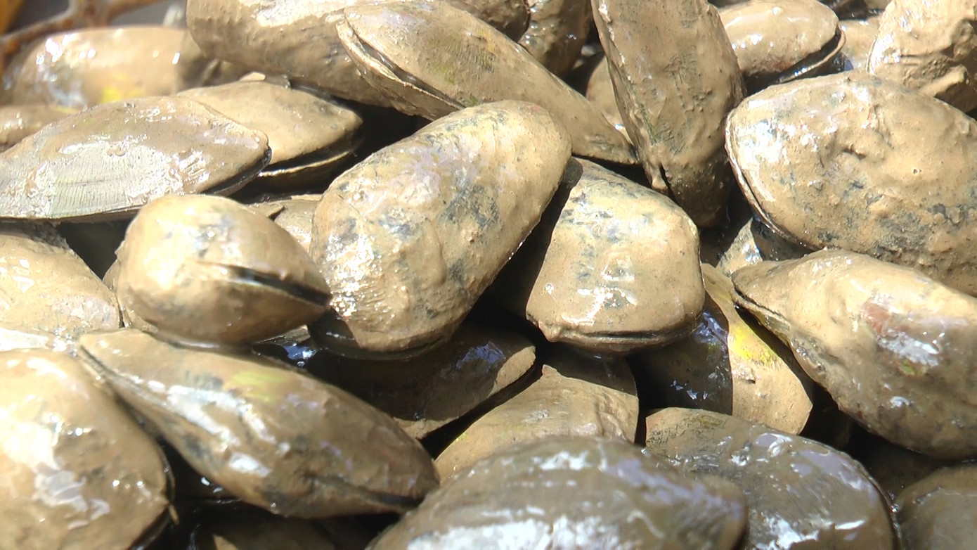 Chem chép khoảng từ 30 đến 50 con/ký là có thể bắt được. Những con nhỏ hơn được thả trở lại tự nhiên, vài tuần sau người đào sẽ quay trở lại bắt. Chem chép khoảng từ 30 đến 50 con/ký là có thể bắt được. Những con nhỏ hơn được thả trở lại tự nhiên, vài tuần sau người đào sẽ quay trở lại bắt.