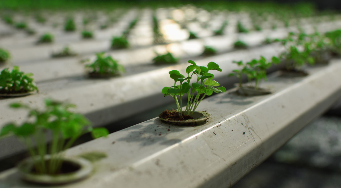 "Trước đó, tôi đã có ý định trồng rau theo hình thức thuỷ canh, nhưng vì quá bận với công việc nên không thể thực hiện được. Để có thể theo nghề trồng rau này, ngoài việc học hỏi từ các chuyên gia, những hộ đã từng làm thì việc tự tìm tòi, nghiên cứu là điều cần thiết. Qua 2, 3 vụ trồng, có kinh nghiệm và đầu ra ổn định, tôi thấy hình thức trồng này khá hiệu quả", ông Biển bộc bạch.