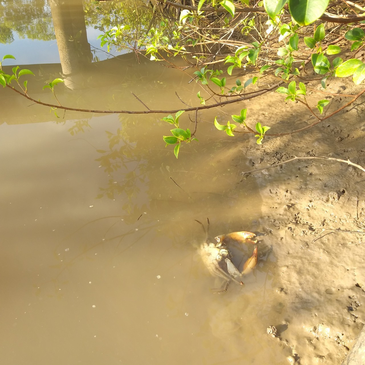 Cua biển Cà Mau lại xuất hiện tình trạng chết trên diện rộng.