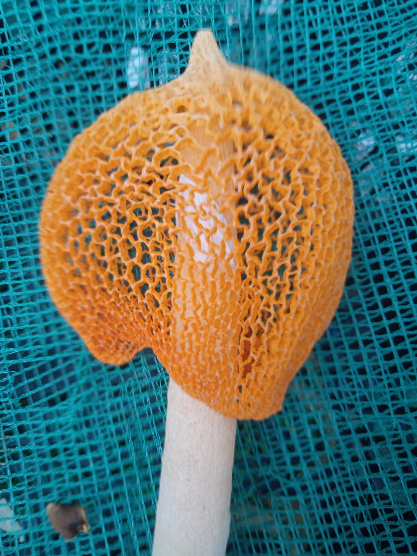 Trong quá trình trồng nấm nữ hoàng, ông Phương chú tâm tìm hiểu đặc điểm sinh học của chúng. Ông được sự giúp đỡ của một công ty chuyên cung cấp phôi nấm từ TPHCM hỗ trợ định danh và phân loại nấm. Trong quá trình trồng nấm nữ hoàng, ông Phương chú tâm tìm hiểu đặc điểm sinh học của chúng. Ông được sự giúp đỡ của một công ty chuyên cung cấp phôi nấm từ TPHCM hỗ trợ định danh và phân loại nấm.