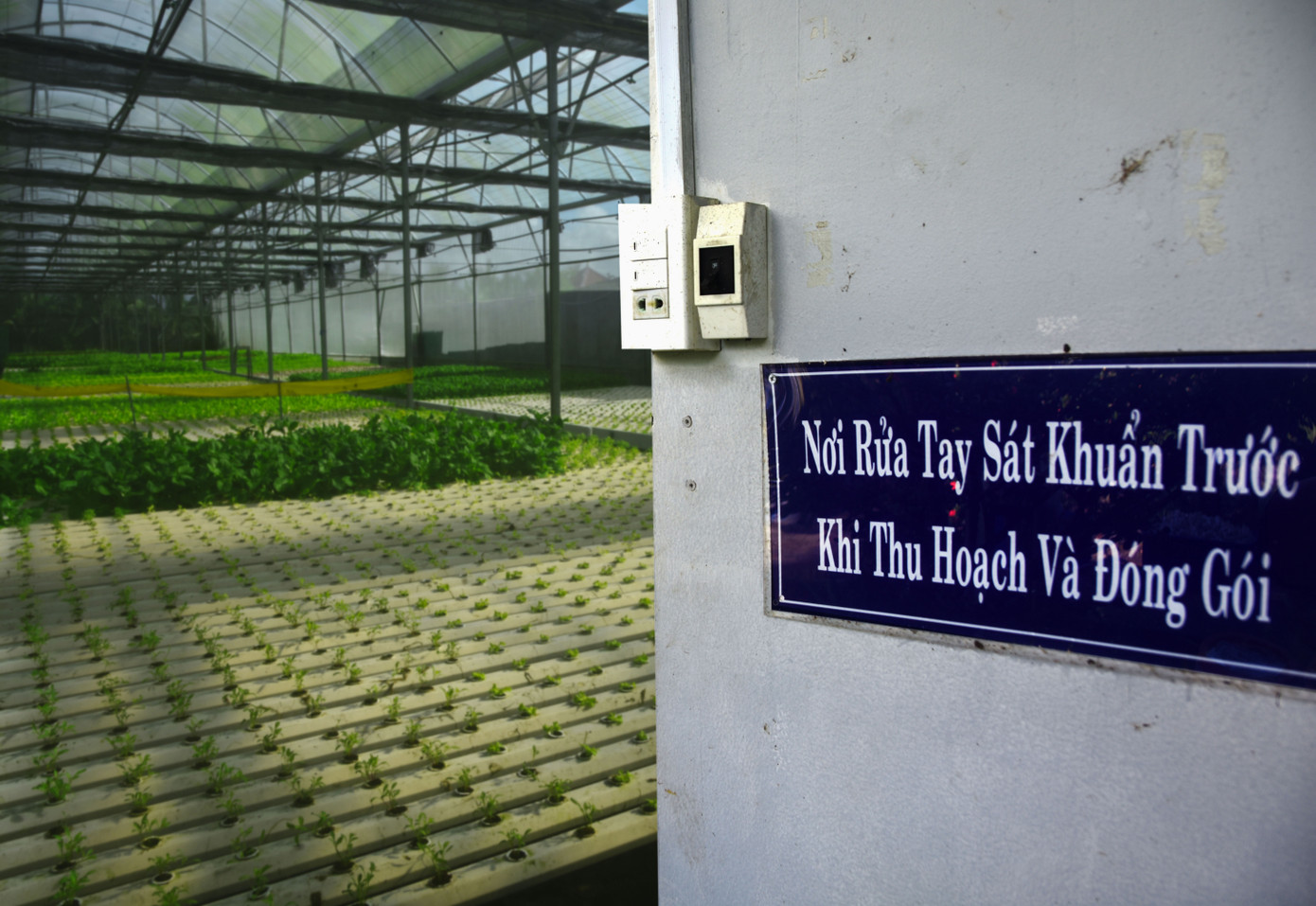 Trồng rau thuỷ canh theo hướng công nghệ cao nên việc đầu tư ban đầu cũng khá tốn kém, nhưng đổi lại việc chăm sóc rau rất nhẹ nhàng.