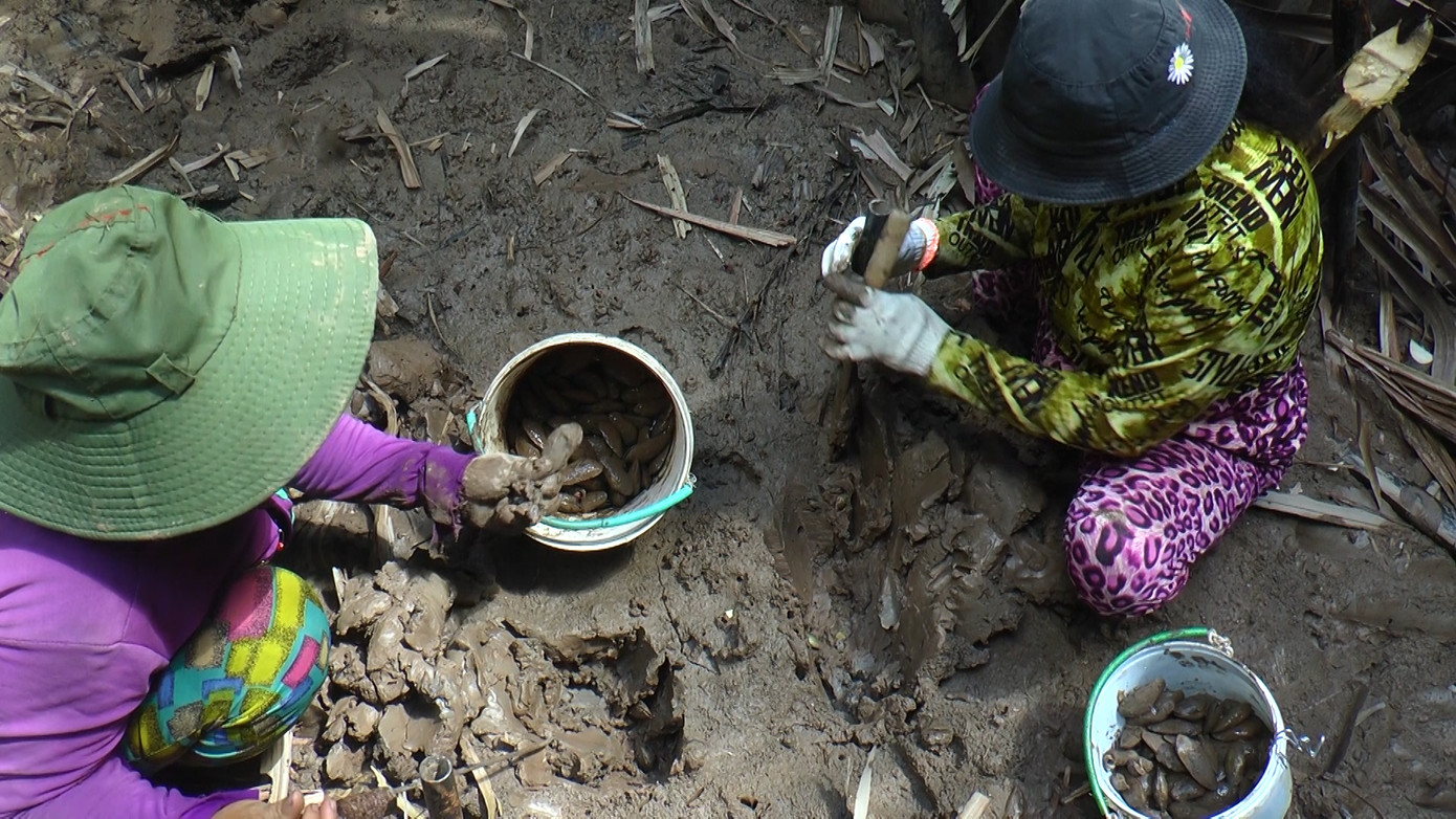 Để bắt được loài này, người bắt phải tranh thủ lúc nước ròng, lộ bãi sình, có thể nhìn thấy miệng hang chem chép. Người bắt chỉ cần nhận diện được hang, dùng dao đào và dùng cây móc chem chép lên khỏi hang. Để bắt được loài này, người bắt phải tranh thủ lúc nước ròng, lộ bãi sình, có thể nhìn thấy miệng hang chem chép. Người bắt chỉ cần nhận diện được hang, dùng dao đào và dùng cây móc chem chép lên khỏi hang.
