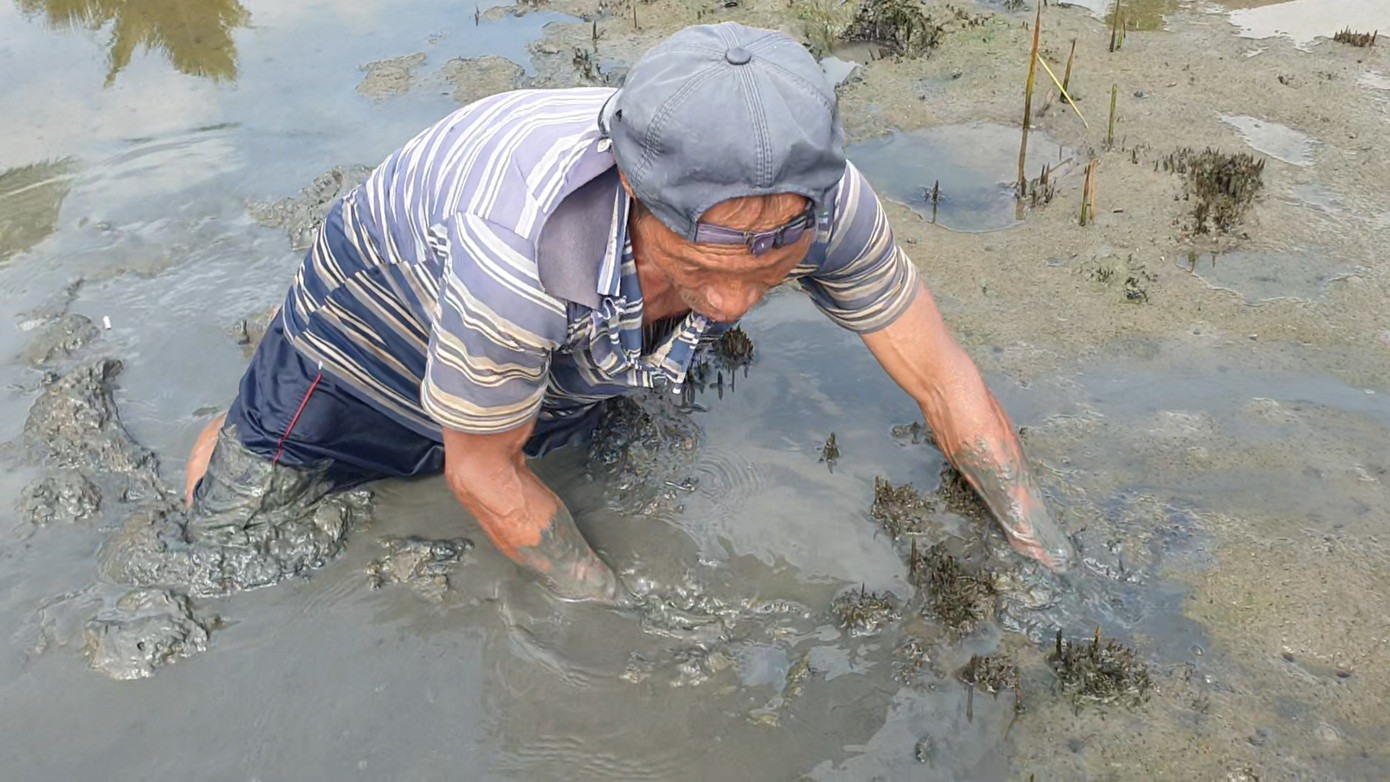 Hơn 50 năm gắn bó và mưu sinh với nghề bắt lịch, ông Ngô Minh Quyền (hay còn gọi là ông Bảy Quyền, ngụ ở xã An Xuyên, thành phố Cà Mau) chỉ cần nhìn mặt nước, nhìn bờ vuông tôm là biết nơi nào có con lịch.