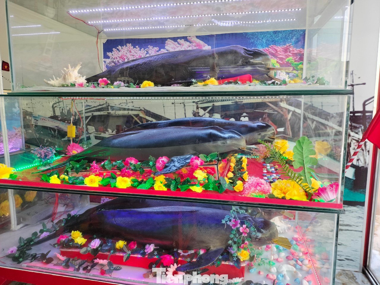 Ông Trần Quốc Lâm, Chủ tịch UBND thị trấn Sông Đốc, huyện Trần Văn Thời cho biết trước ngày diễn ra lễ hội, địa phương đã thông báo rộng rãi cho các chủ phương tiện chuẩn bị đủ điều kiện đăng ký theo tàu chủ ra biển.