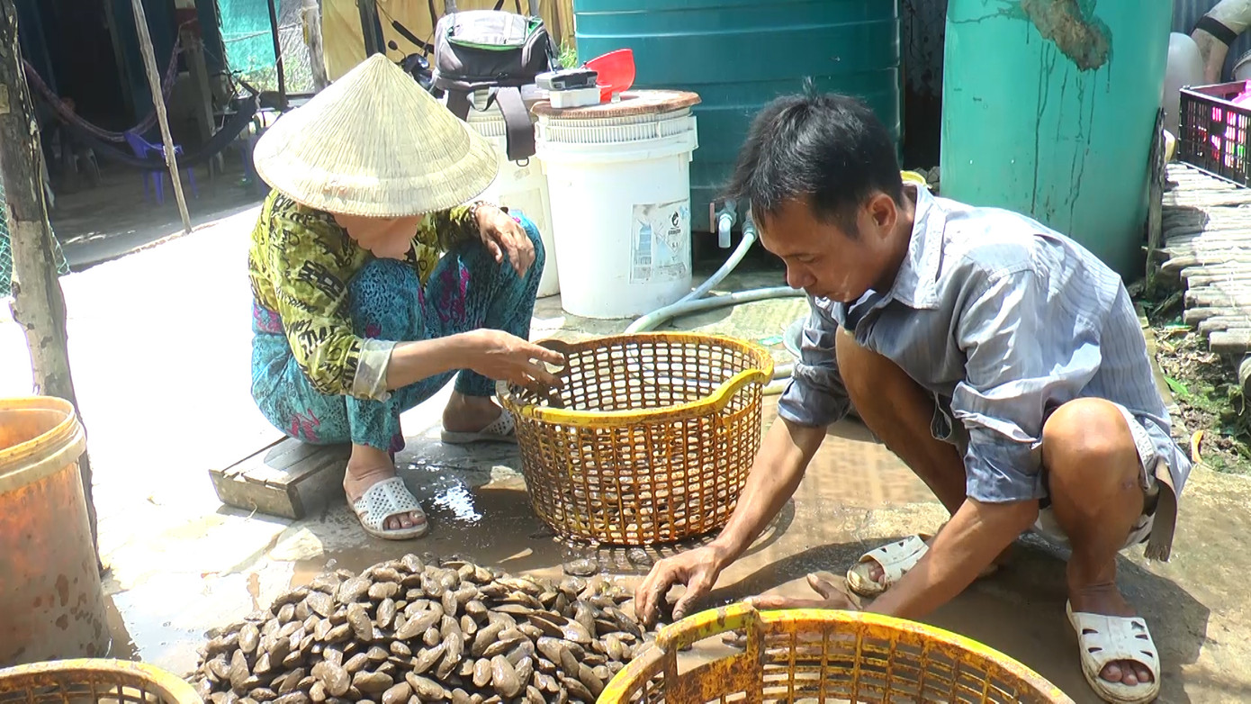 Vợ chồng anh Phạm Tự Em thu mua chem chép ở kênh Ông Đơn, xã Thanh Tùng, huyện Đầm Dơi hàng chục năm nay. Mỗi ngày, anh mua từ người dân hàng trăm ký chem chép. Sau khi thu mua và phân loại, anh Tự Em sẽ chuyển đi các thương lái bán lại các thị trường ngoài tỉnh. Vợ chồng anh Phạm Tự Em thu mua chem chép ở kênh Ông Đơn, xã Thanh Tùng, huyện Đầm Dơi hàng chục năm nay. Mỗi ngày, anh mua từ người dân hàng trăm ký chem chép. Sau khi thu mua và phân loại, anh Tự Em sẽ chuyển đi các thương lái bán lại các thị trường ngoài tỉnh.