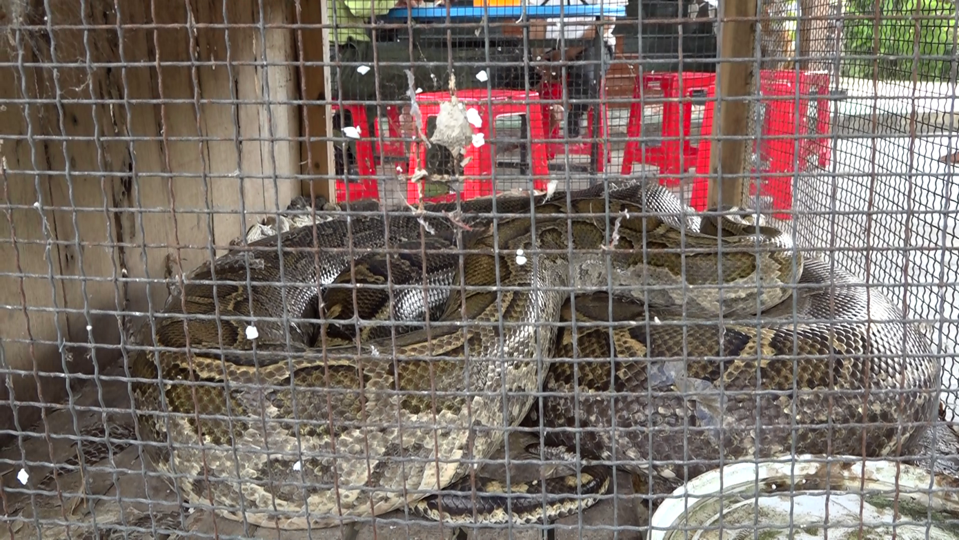 Con trăn đất nặng khoảng 67kg, dài hơn 3m vừa được ông Lẹ tự nguyện bàn giao cho kiểm lâm thả về môi trường tự nhiên. Ảnh: Văn Bạch.