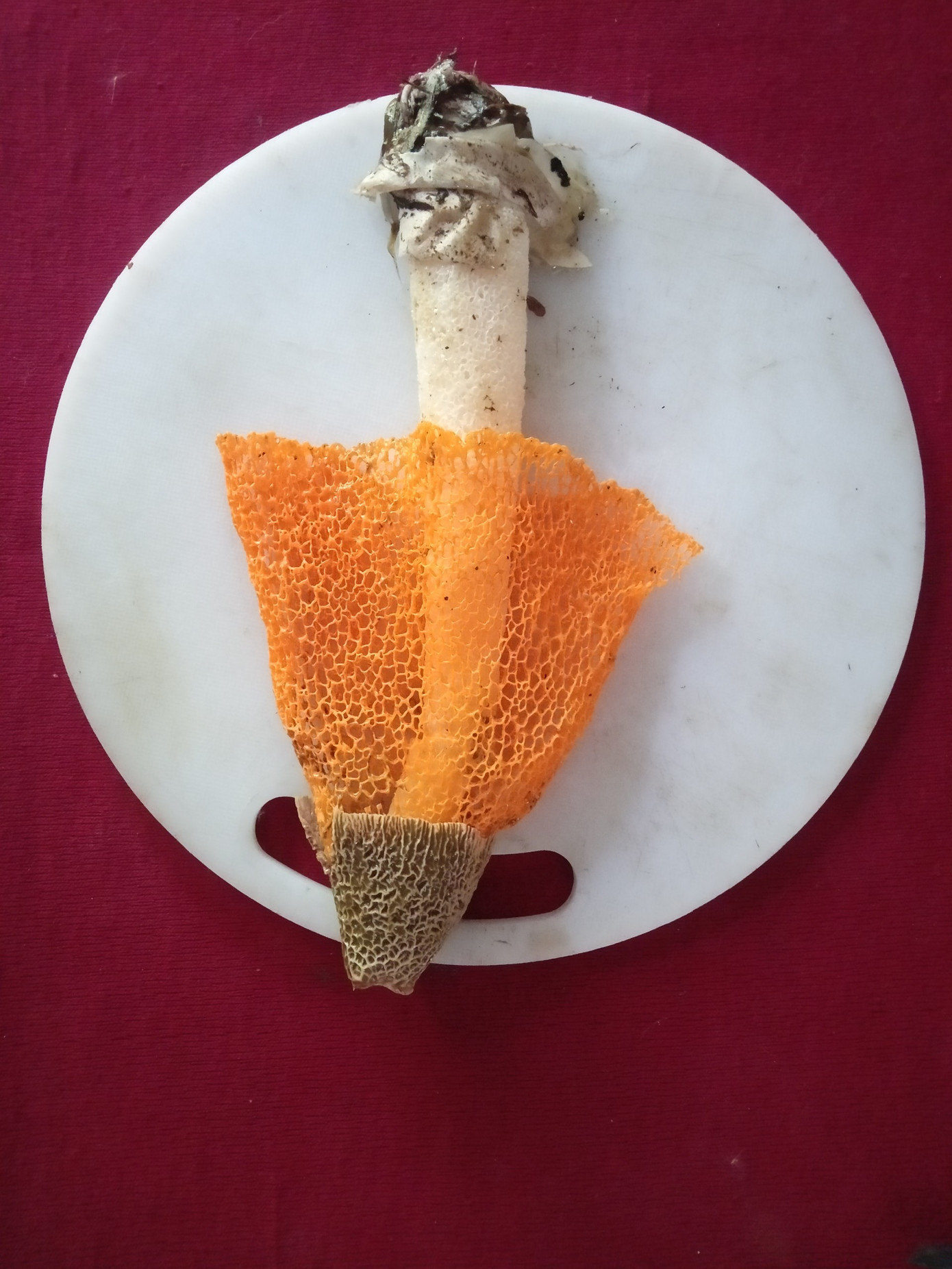 Ông Trần Hoàng Đạo, Trưởng Phòng NN&PTNT huyện Cái Nước cho rằng mô hình trồng nấm của ông Phương chưa phát huy giá trị kinh tế nhưng là mô hình tiềm năng và còn có giá trị trong nghiên cứu khoa học. Ông Trần Hoàng Đạo, Trưởng Phòng NN&PTNT huyện Cái Nước cho rằng mô hình trồng nấm của ông Phương chưa phát huy giá trị kinh tế nhưng là mô hình tiềm năng và còn có giá trị trong nghiên cứu khoa học.