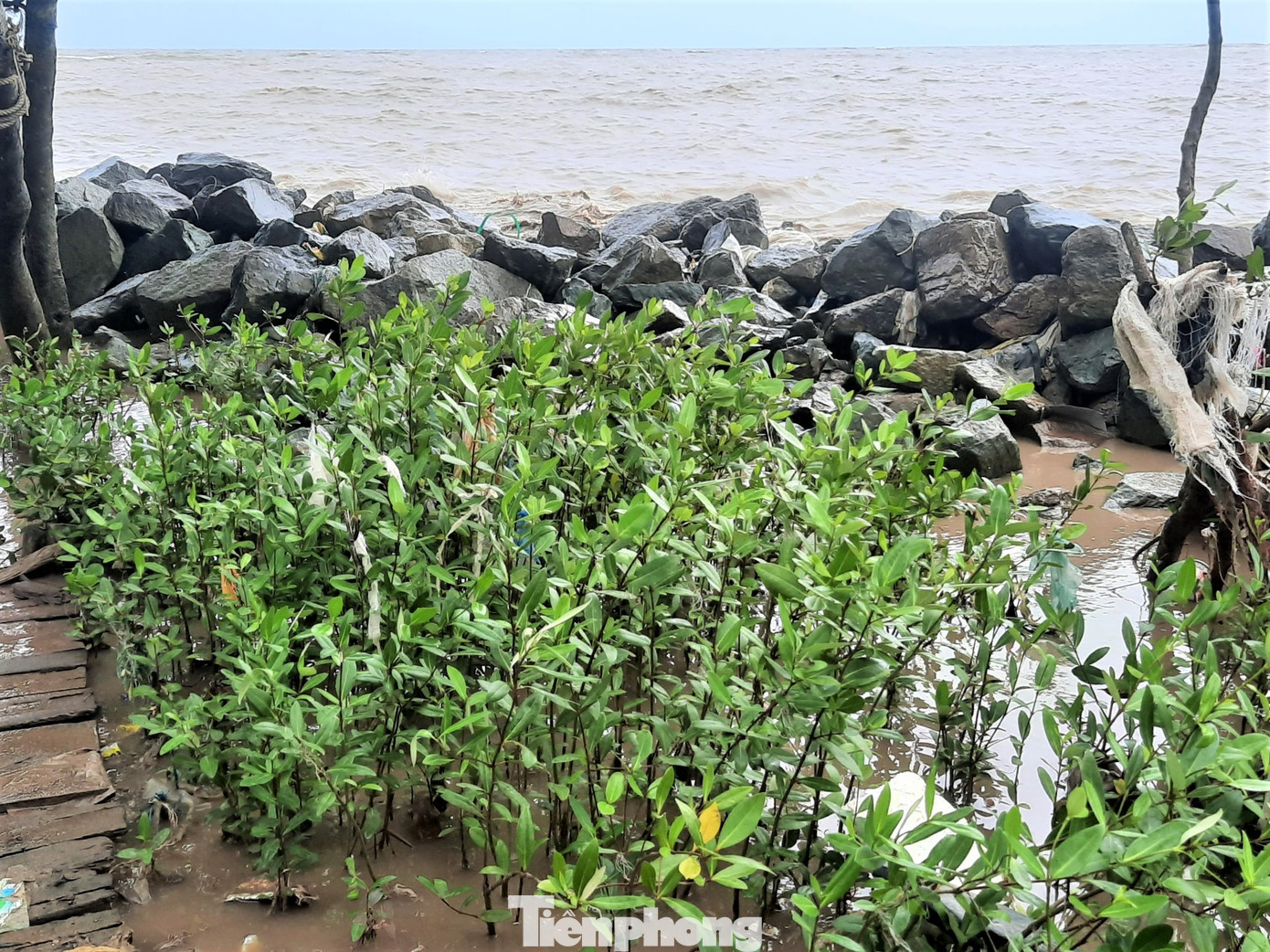 Những công trình này bắt đầu phát huy hiệu quả khi mà một phần diện tích rừng phòng hộ có dấu hiệu tái tạo mới. Những công trình này bắt đầu phát huy hiệu quả khi mà một phần diện tích rừng phòng hộ có dấu hiệu tái tạo mới.