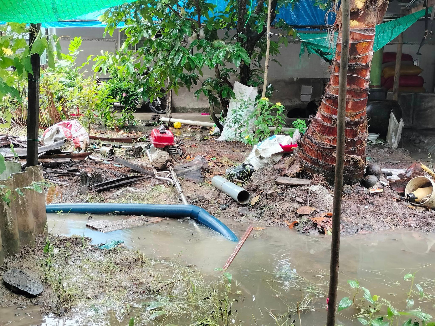 Người dân dùng máy bơm tháo nước tránh bị thiệt hại rau màu, ao cá.