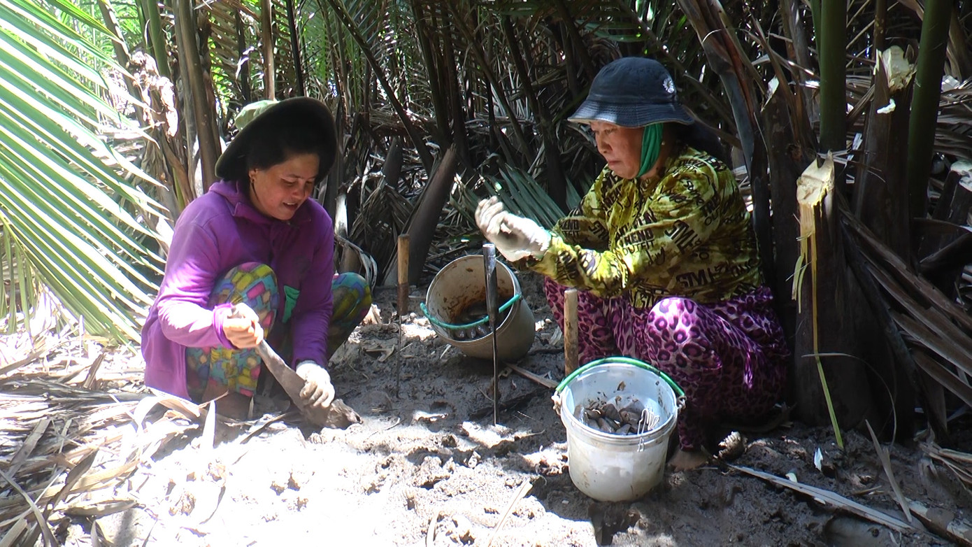 Việc bắt chem chép phải tuân thủ quy tắc là đào nhẹ tay để tránh đụng chem chép. Nếu để vỡ vỏ, chem chém sẽ khó bán. Người có kinh nghiệm đoán vị trí có nhiều chem chép sinh sống sẽ bắt được nhiều hơn. Việc bắt chem chép phải tuân thủ quy tắc là đào nhẹ tay để tránh đụng chem chép. Nếu để vỡ vỏ, chem chém sẽ khó bán. Người có kinh nghiệm đoán vị trí có nhiều chem chép sinh sống sẽ bắt được nhiều hơn.