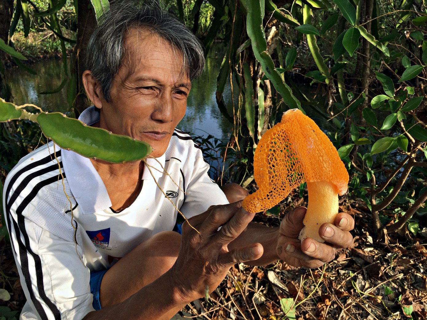 Ông Mai Lam Phương chia sẻ: “Tôi thấy loại nấm này nó có 2 chức năng, vừa là thực phẩm bổ dưỡng, vừa có thể chiết xuất để làm dược liệu. Tôi nghĩ rằng bây giờ ít người biết nhưng tới đây đầu ra của nấm sẽ thuận lợi. Từ đó, tôi quyết định làm và tìm tòi nghiên cứu tài liệu để học cách chiết xuất nấm”. Ông Mai Lam Phương chia sẻ: “Tôi thấy loại nấm này nó có 2 chức năng, vừa là thực phẩm bổ dưỡng, vừa có thể chiết xuất để làm dược liệu. Tôi nghĩ rằng bây giờ ít người biết nhưng tới đây đầu ra của nấm sẽ thuận lợi. Từ đó, tôi quyết định làm và tìm tòi nghiên cứu tài liệu để học cách chiết xuất nấm”.