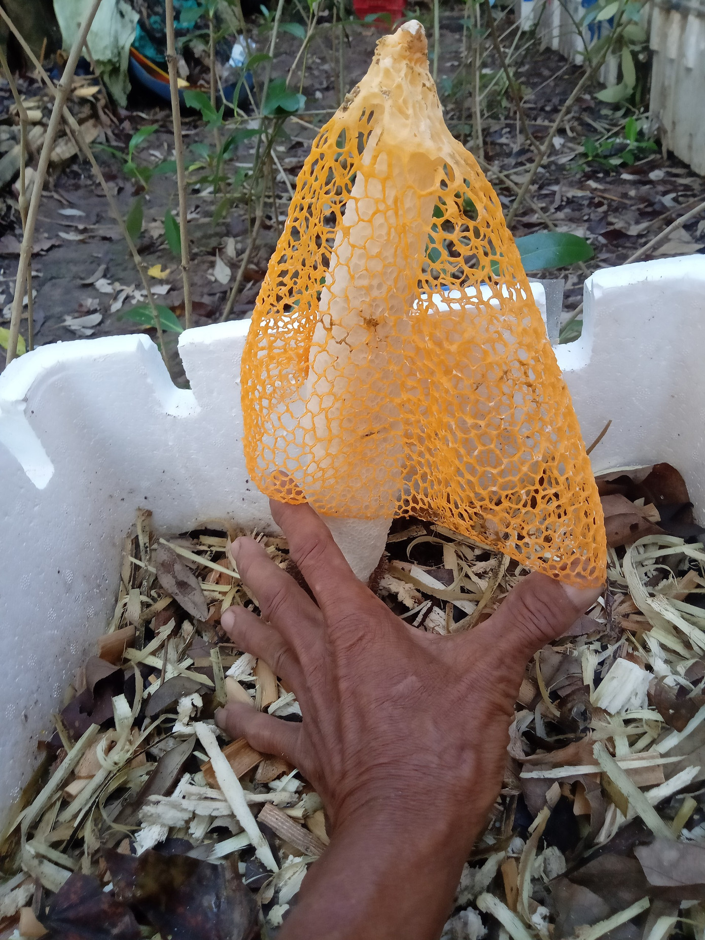 Hiện tại, ông Phương đã có thể tự sản xuất giống. Ban đầu, lão nông này chỉ trồng nấm trong thùng xốp quanh nhà. Tuy nhiên, để mở rộng diện tích ông đã thử nghiệm và trồng thành công ngay trên bờ bao vuông tôm. Hiện tại, ông Phương đã có thể tự sản xuất giống. Ban đầu, lão nông này chỉ trồng nấm trong thùng xốp quanh nhà. Tuy nhiên, để mở rộng diện tích ông đã thử nghiệm và trồng thành công ngay trên bờ bao vuông tôm.