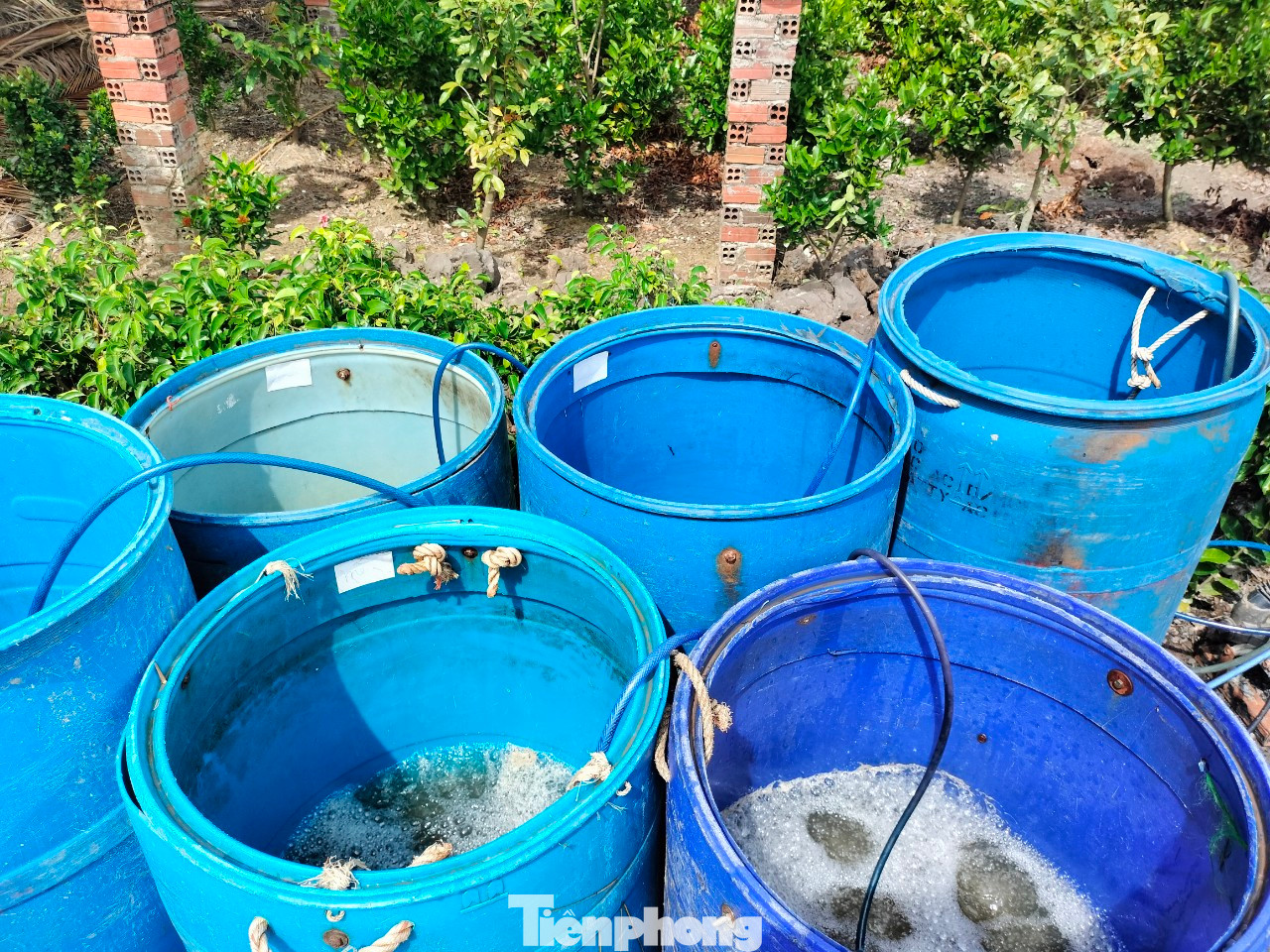 Vào ngày thu hoạch, chủ vuông phải rút cạn nước trong vuông tôm, chuẩn bị rổ nhựa, nước đá ướp tôm và các bồn nhựa chứa tôm có lắp đặt hệ thống tạo ô xy để tránh việc tôm chết, thương lái sẽ không mua.