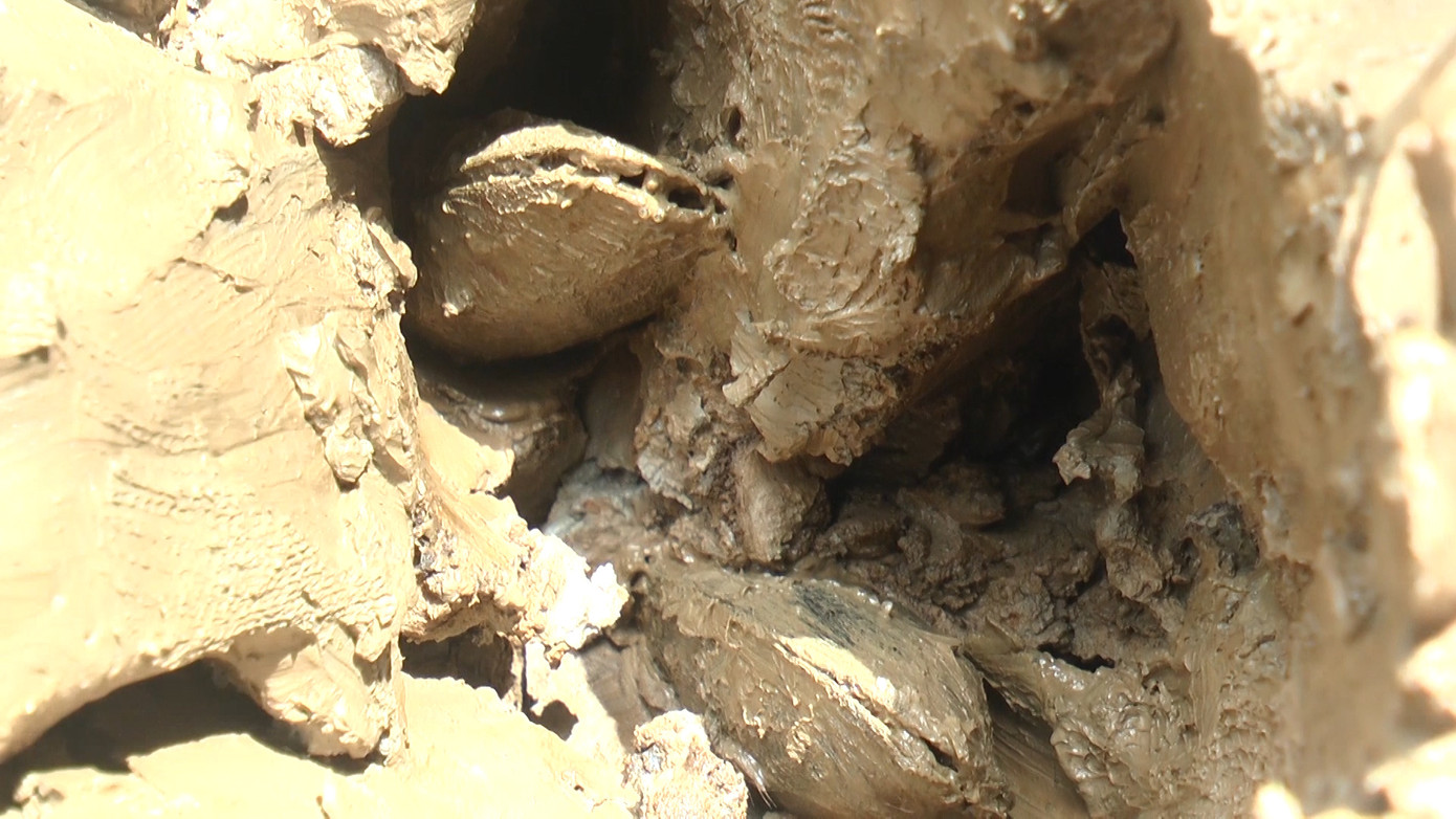 Chem chép thường làm hang và trú dưới mặt đất bùn từ 20 đến 30cm. Hang chem chép thường có lỗ nhỏ trên mặt đất hình số 8. Chem chép thường làm hang và trú dưới mặt đất bùn từ 20 đến 30cm. Hang chem chép thường có lỗ nhỏ trên mặt đất hình số 8.