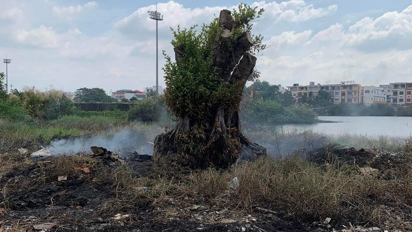 Cây sộp bị cháy. Cây sộp bị cháy.