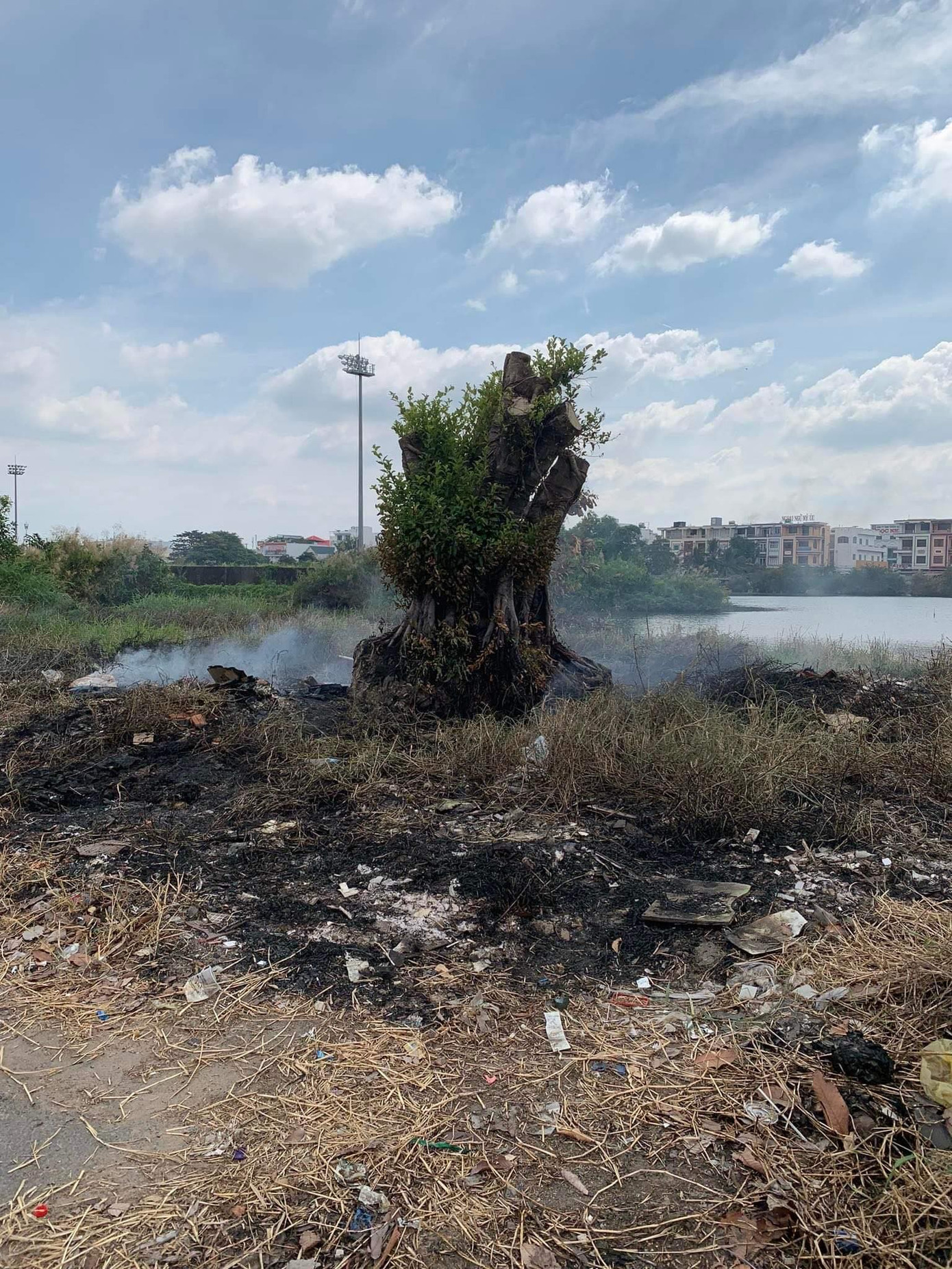 Gốc cây sộp của ông Mỹ bị đốt cháy. Gốc cây sộp của ông Mỹ bị đốt cháy.