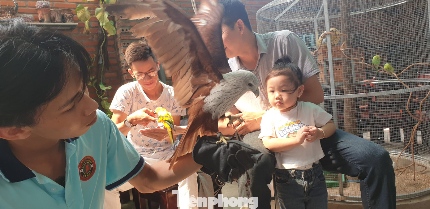 Sở thích biến các loài động vật hung dữ, động vật săn mồi thành thú cưng nên từ thời sinh viên, anh Phạm Minh Đức (ở phường 1, thành phố Cà Mau) đã tìm hiểu, học hỏi kinh nghiệm nuôi một con đại bàng làm thú cưng.