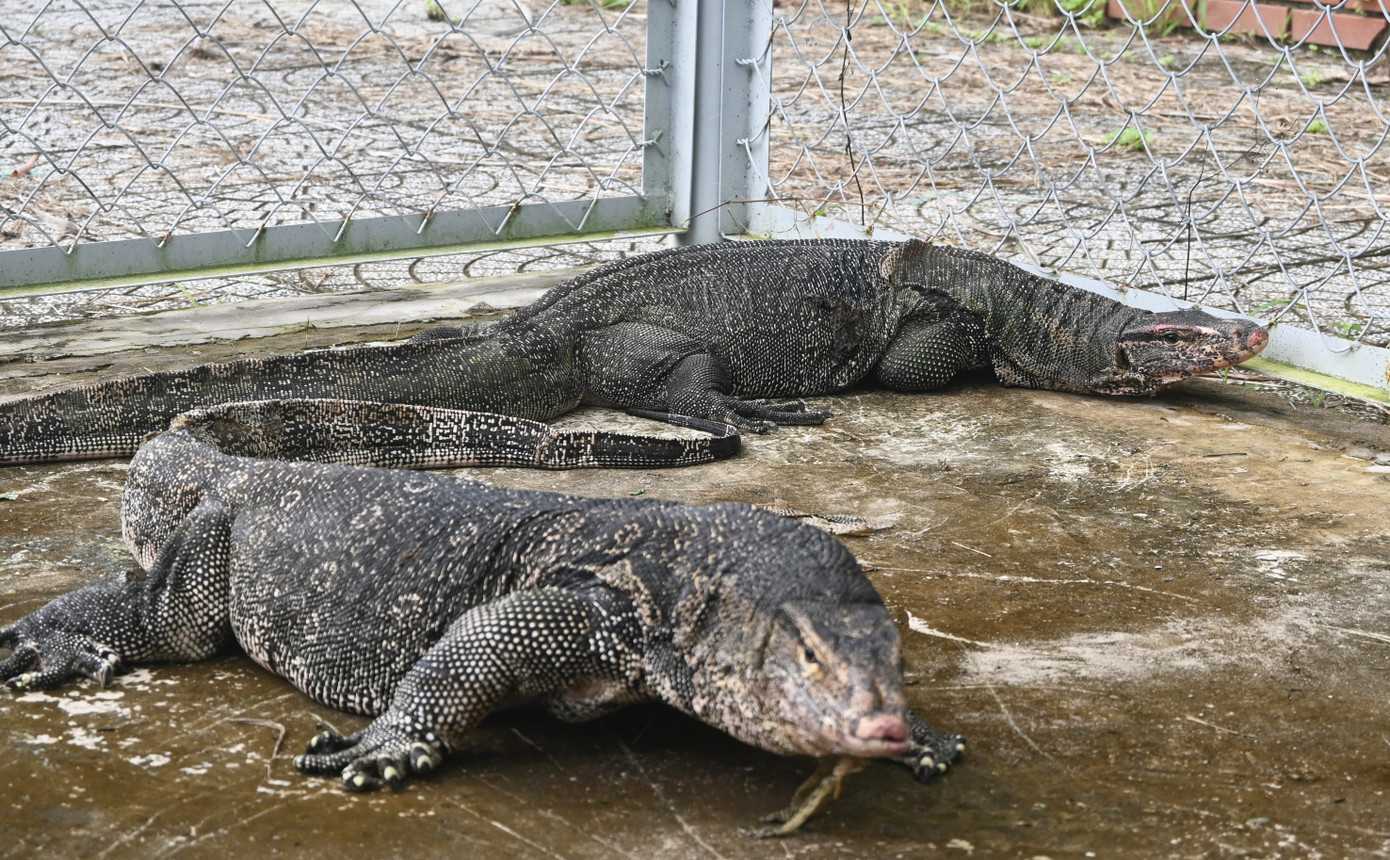 Hai con kỳ đà hoa được thả về lại rừng. Ảnh: Thanh Minh. Hai con kỳ đà hoa được thả về lại rừng. Ảnh: Thanh Minh.