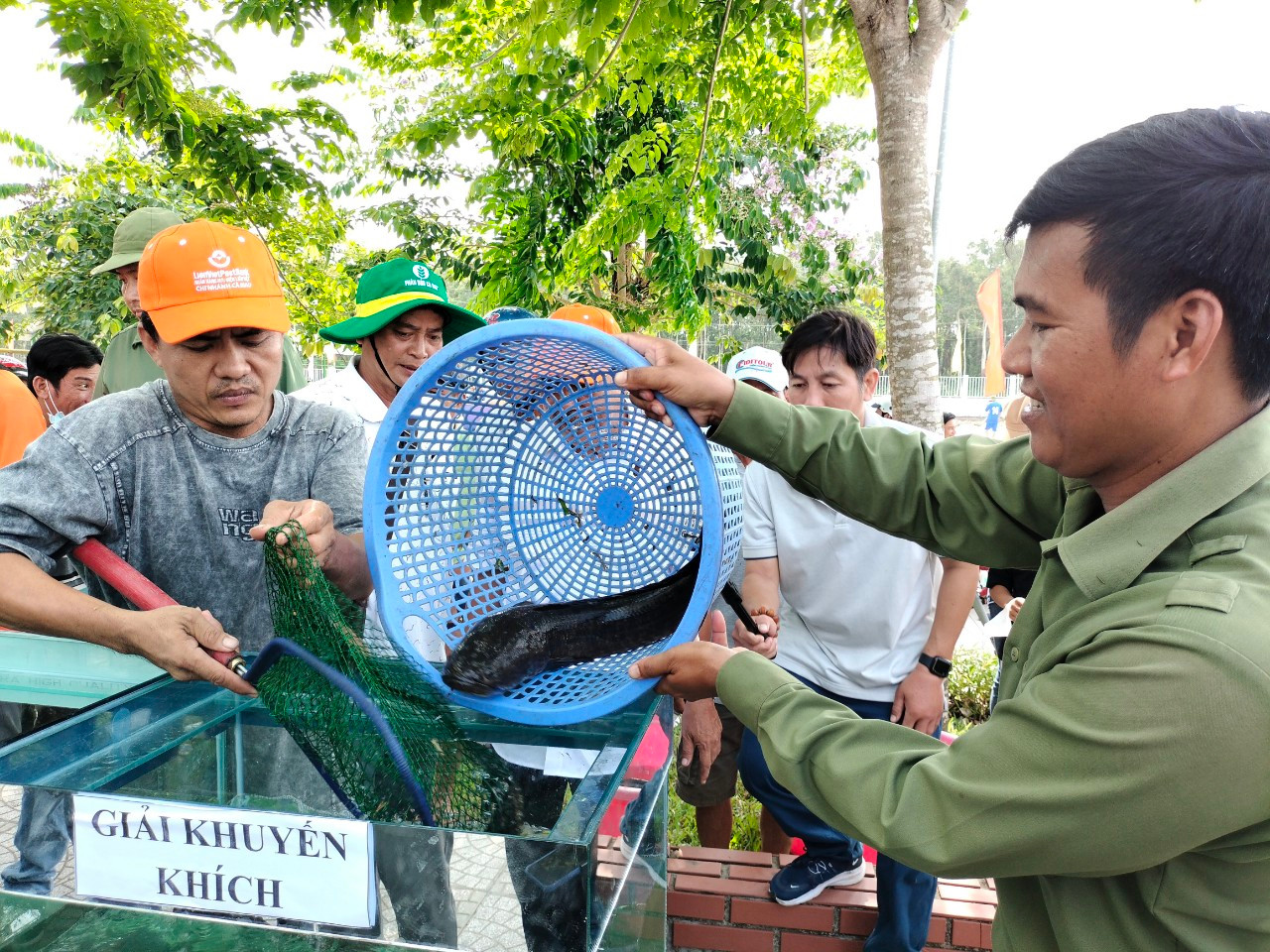 Ban tổ chức đã chọn ra giải con 'cá Lóc to nhất', 1 giải nhì, 2 giải ba và 2 giải khuyến khích.