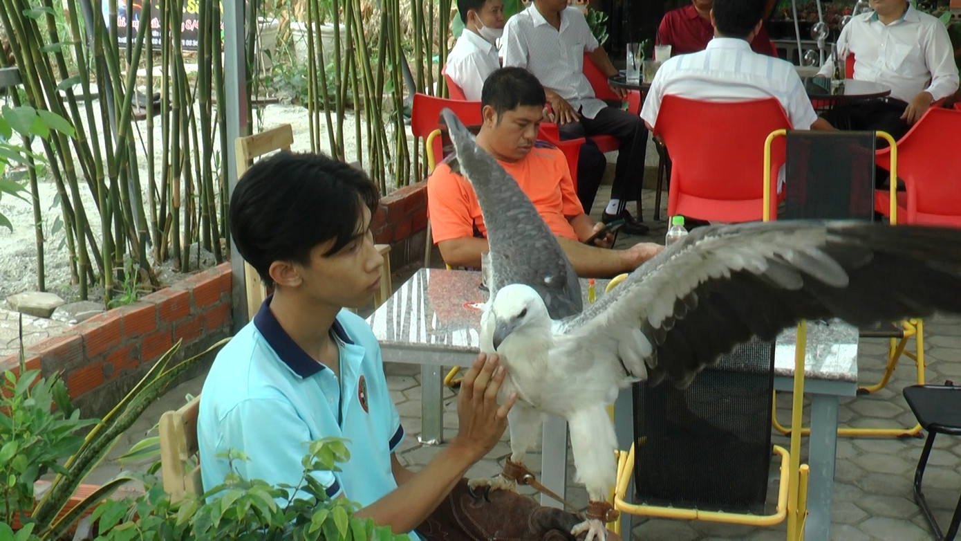 Anh Đức đã huấn luyện đại bàng thuần thục để sau 10 năm, anh nuôi thêm nhiều loài khác, mở quán cà phê vô cùng độc đáo của mình ở xứ Cà Mau: Cà phê Pet.
