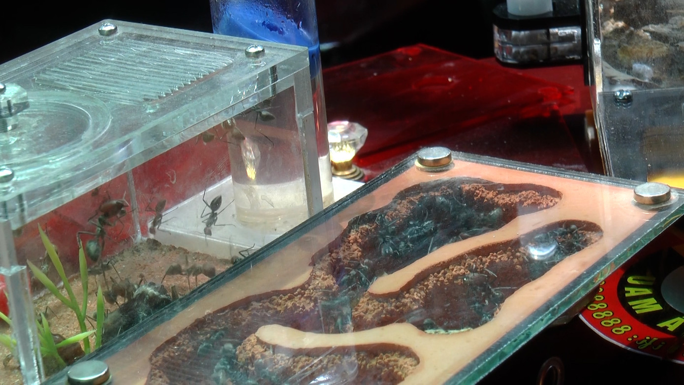 Bên cạnh việc tạo ra không gian đủ rộng cho khách tìm hiểu các con vật khá lớn như đại bàng, diều hâu, chim cú, quán cà phê của anh Đức cũng có một số con vật đảm bảo an toàn hơn như: Két, vẹt, rồng Nam Mỹ, ếch, cá hay sóc, kiến…