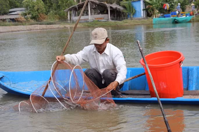 Nông dân Cà Mau thu hoạch cá kèo thương phẩm. Nông dân Cà Mau thu hoạch cá kèo thương phẩm.