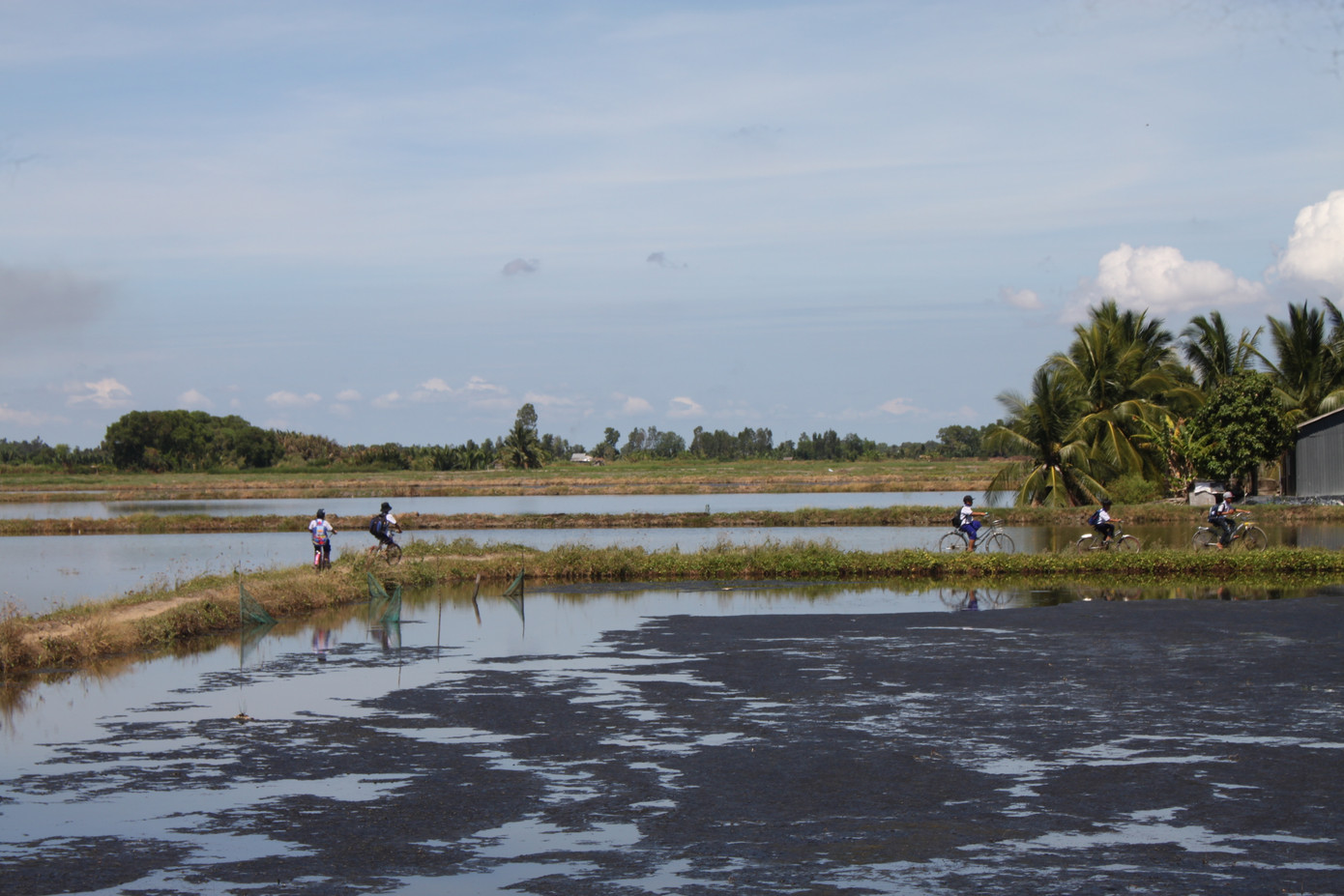 Các em học sinh Trường Tiểu học Nhụy Cầm phải đi vòng bờ vuông tôm nhỏ hẹp lại lồi lõm, không đảm bảo an toàn giao thông.